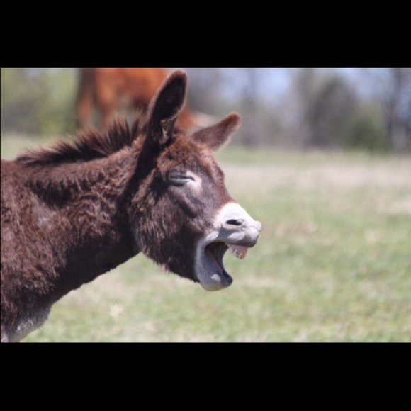 Meet your Posher, Adam - Picture 1 of 1