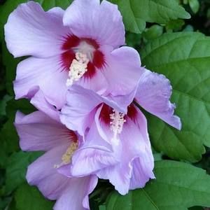 Meet your Posher, Brandye