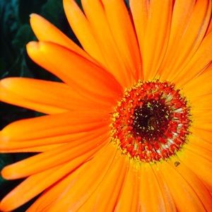 Meet your Posher, Lerin