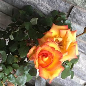 Meet your Posher, R shelley