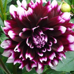 Meet your Posher, Lorrie