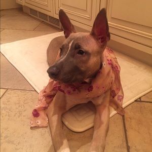 Meet your Posher, Elvira