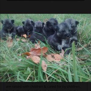 Meet your Posher, Logan