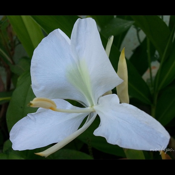 Mariposa Other Mariposa Perfume From Cuba Hedychium Coronarium