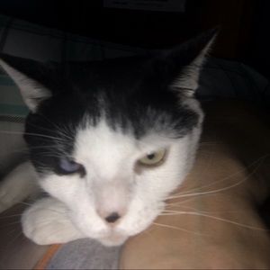 Meet your Posher, Ava