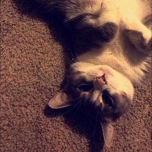 Meet your Posher, Ann