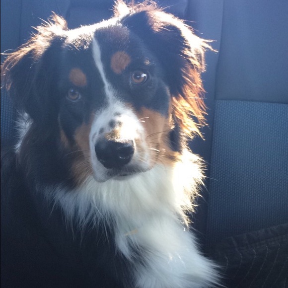 Meet your Posher, Annie