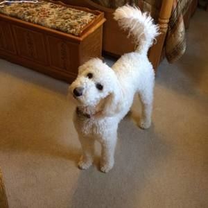 Meet your Posher, Diane