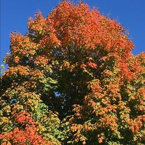 Meet your Posher, Carla