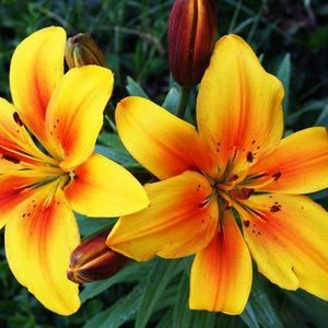 Meet your Posher, Lorraine