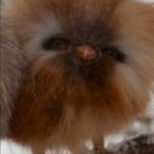 Meet your Posher, Tara