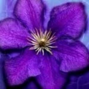 Meet your Posher, Melanie