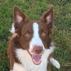 Meet your Posher, Obed