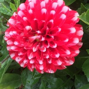 Meet your Posher, Rose