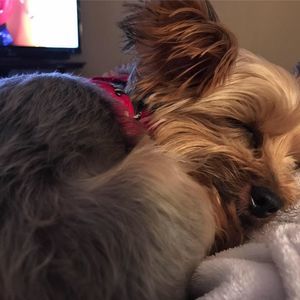 Meet your Posher, Susan