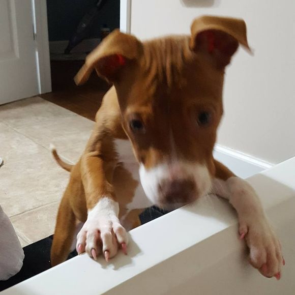 Meet your Posher, Crystal - Picture 1 of 1