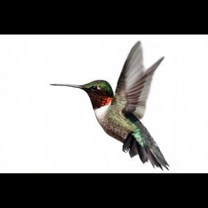 Meet your Posher, Rochelle