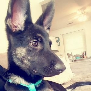 Meet your Posher, Sam