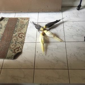 Meet your Posher, Bernardo