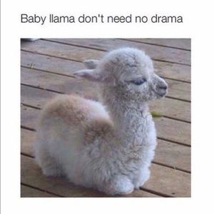 Meet your Posher, Joachim