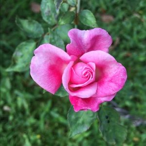 Meet your Posher, Sandy