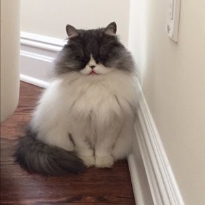 Meet your Posher, Patricia