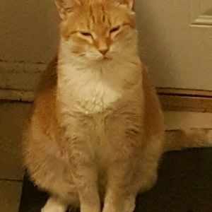 Meet your Posher, Garland