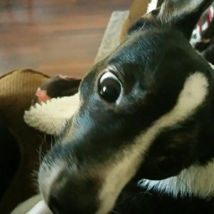 Meet your Posher, Tamra