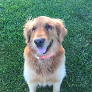 Meet your Posher, Ashley