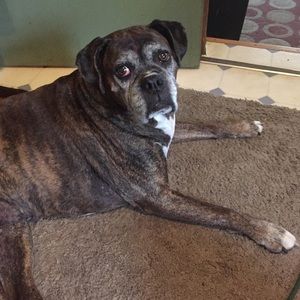 Meet your Posher, Holly