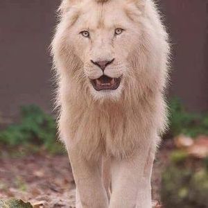 Meet your Posher, Joyce