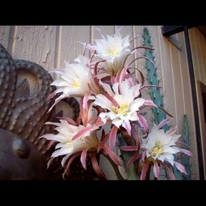 Meet your Posher, Tom