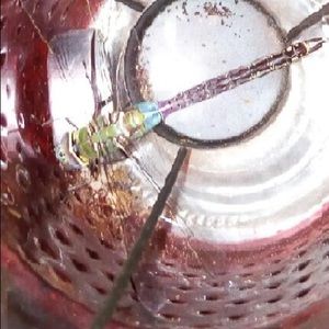 Meet your Posher, Gina