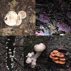 Meet your Posher, Sabrina