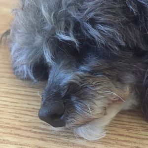 Meet your Posher, Janet