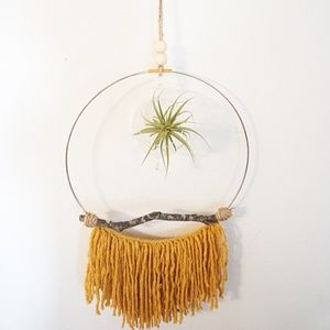 Air Plant Terrarium