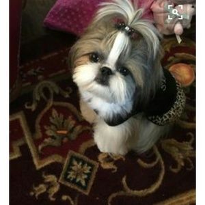 Meet your Posher, Kirya