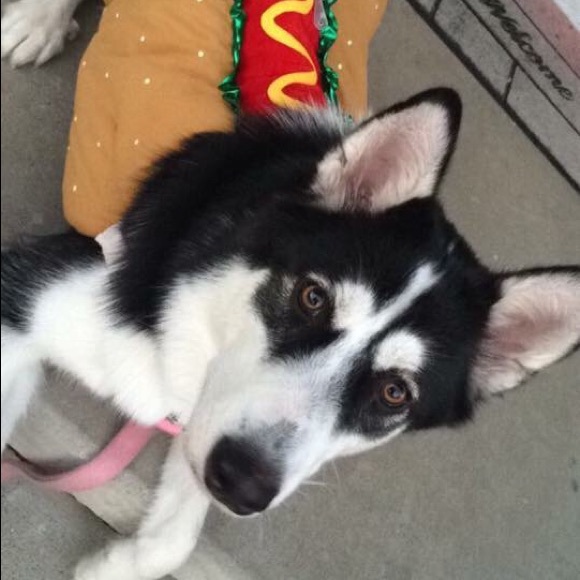 Meet your Posher, Shirlee - Picture 2 of 3