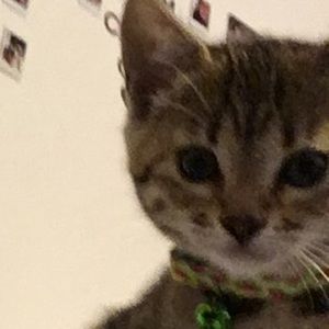 Meet your Posher, Lily