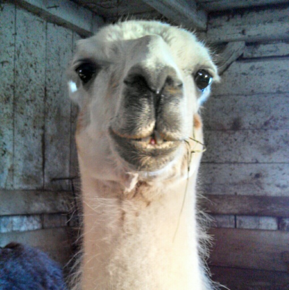 Meet your Posher, Emily - Picture 2 of 2