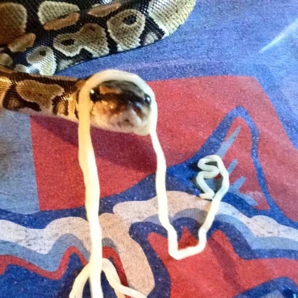 Meet your Posher, Morgan - Picture 1 of 1