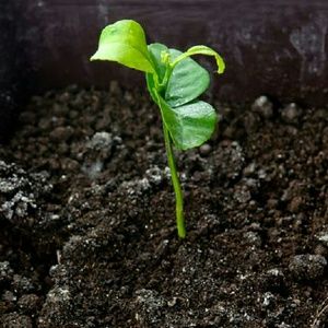 Meet your Posher, Pamela