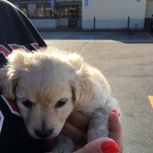 Meet your Posher, Rosa