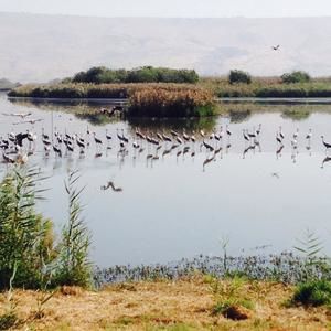 Meet your Posher, Joey