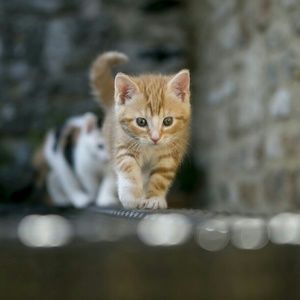 Meet your Posher, Felicia