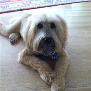 Meet your Posher, Barbara