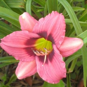 Meet your Posher, Julie