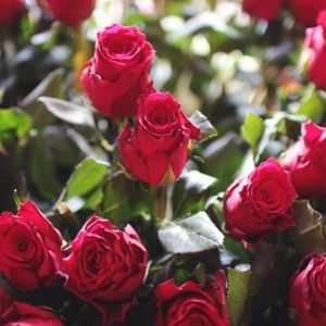 Meet your Posher, Briana