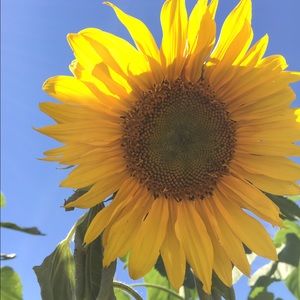 Meet your Posher, Devin