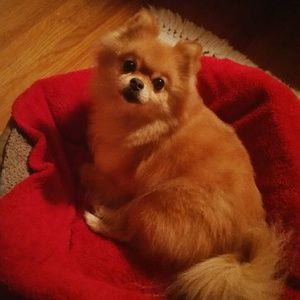 Meet your Posher, Jacqueline